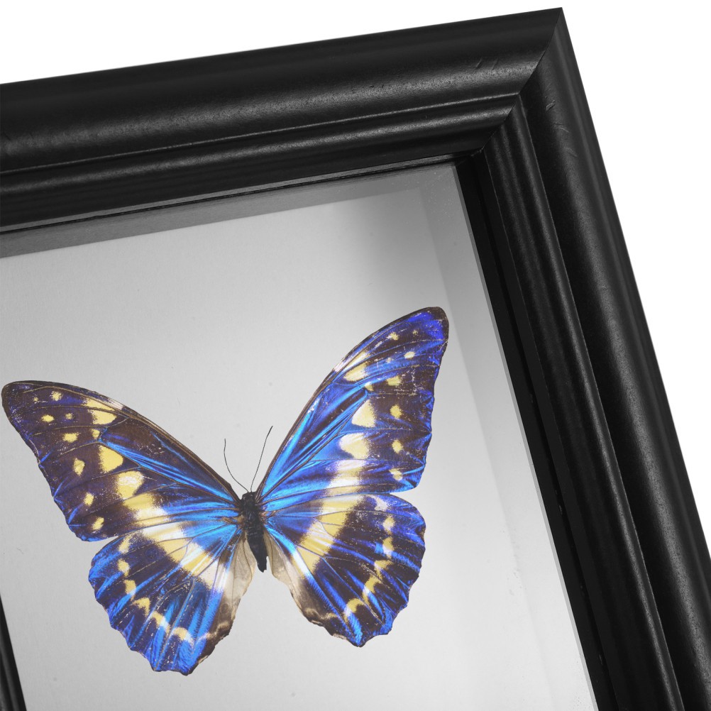 Insect Display Cases Butterfly Collection Frame Picture Specimen